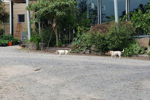 Yarra Valley Wineries And Rayners Orchard Tour From Melbourne - Accommodation Burleigh 23