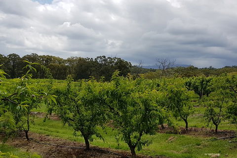 Day Tour Of Yarra Valley Puffing Billy And Rayners Orchard - Accommodation Burleigh 42
