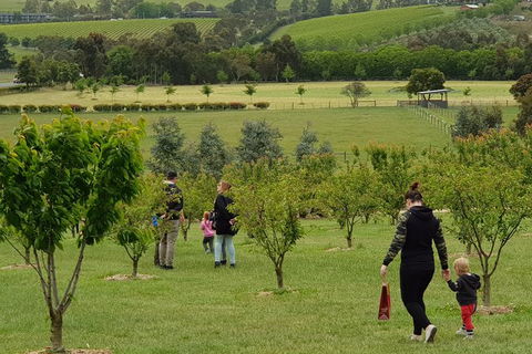 Day Tour Of Yarra Valley Puffing Billy And Rayners Orchard - Accommodation Burleigh 36