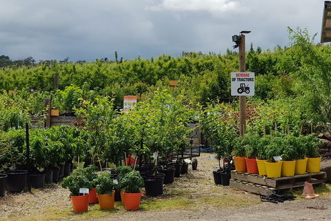Day Tour Of Yarra Valley Puffing Billy And Rayners Orchard - Accommodation Burleigh 46