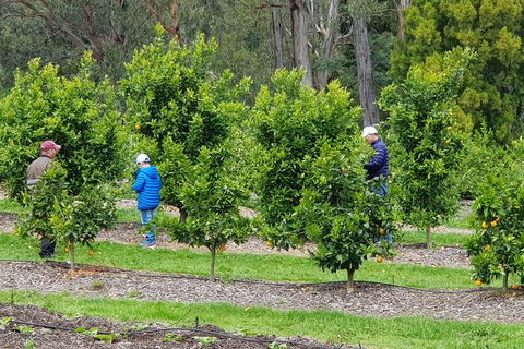 Day Tour Of Yarra Valley Puffing Billy And Rayners Orchard - Accommodation Burleigh 1