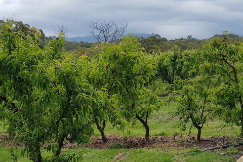Day Tour Of Yarra Valley Puffing Billy And Rayners Orchard - Accommodation Burleigh 41