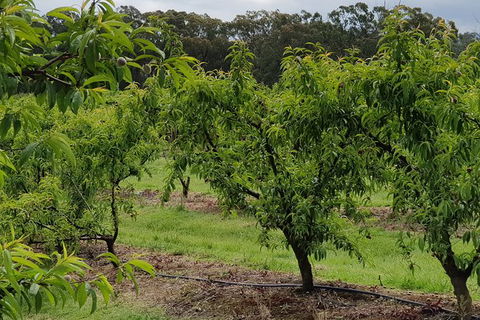 Day Tour Of Yarra Valley Puffing Billy And Rayners Orchard - Accommodation Burleigh 49