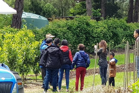 Day Tour Of Yarra Valley Puffing Billy And Rayners Orchard - Accommodation Burleigh 16