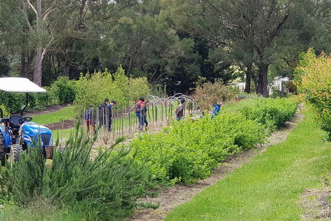 Day Tour Of Yarra Valley Puffing Billy And Rayners Orchard - Accommodation Burleigh 29