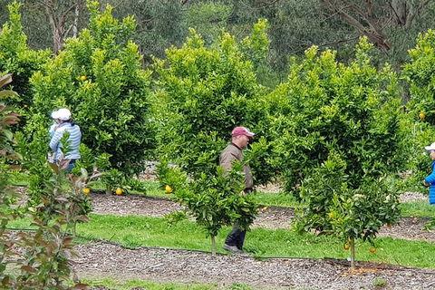 Day Tour Of Yarra Valley Puffing Billy And Rayners Orchard - Accommodation Burleigh 34