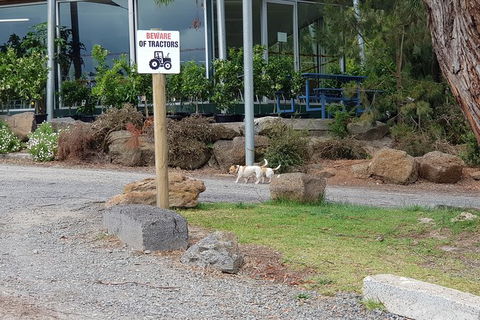 Day Tour Of Yarra Valley Puffing Billy And Rayners Orchard - Accommodation Burleigh 2