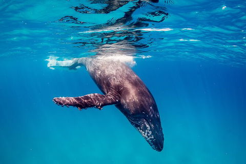 Life On Ningaloo Swimming Tour In Exmouth - Accommodation Burleigh 5