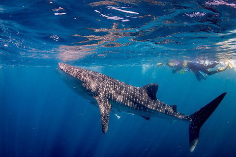 Life On Ningaloo Swimming Tour In Exmouth - Accommodation Burleigh 2
