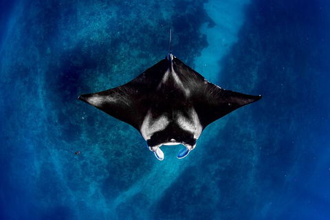 Life On Ningaloo Swimming Tour In Exmouth - Accommodation Burleigh 3
