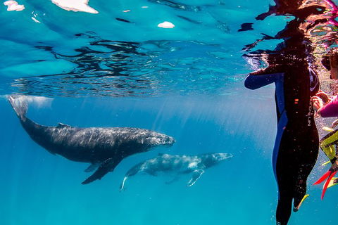 Life On Ningaloo Swimming Tour In Exmouth - Accommodation Burleigh 0