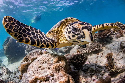 Life On Ningaloo Swimming Tour In Exmouth - Accommodation Burleigh 1