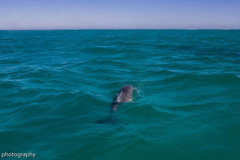 Ningaloo Immersion Private Charter - Accommodation Burleigh 1