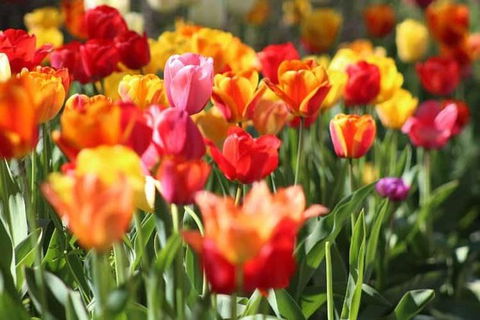 Botanical Gardens, Winery And Scenic Full Day Tour - Accommodation Burleigh 1