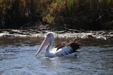 Private Guided River Kayak Tour - Accommodation Burleigh 2