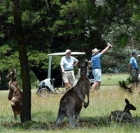 Glen Innes Golf Club - Accommodation Burleigh