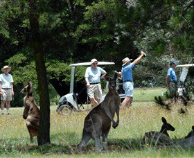 Glen Innes Golf Club - Accommodation Burleigh 0
