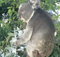 Whiteman Park - Accommodation Burleigh