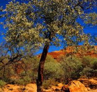 Mt Romance Australia Pty Ltd - Accommodation Burleigh