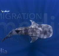 Migration Media - Accommodation Burleigh