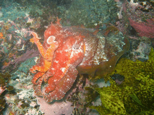 Jervis Bay Dive Charters - Accommodation Burleigh
