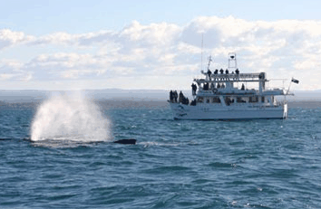 Dolphin Watch Cruises - Accommodation Burleigh