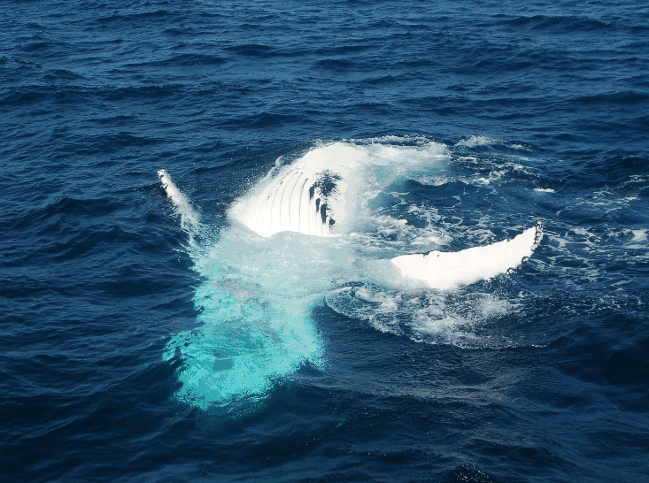 Dolphin Wild Cruises - Accommodation Burleigh