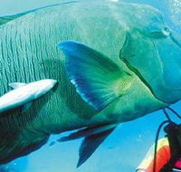 Aristocat Snorkel and Scuba Port Douglas - Accommodation Burleigh