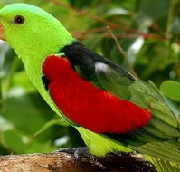 Birdworld Kuranda - Accommodation Burleigh