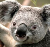 Wildlife Habitat - Accommodation Burleigh
