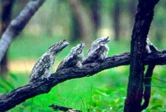 Desailly ACT Accommodation Burleigh