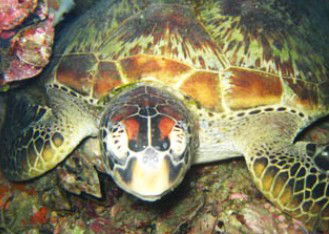 Adrenalin Snorkel And Dive - Accommodation Burleigh 0