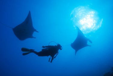 Adrenalin Snorkel And Dive - Accommodation Burleigh 1