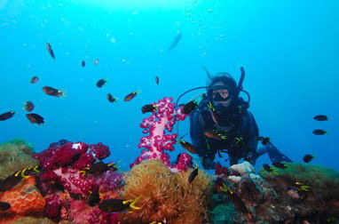 Adrenalin Snorkel And Dive - Accommodation Burleigh 3