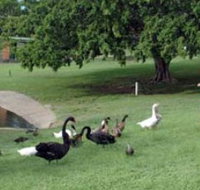 Anzac Park and Ululah Lagoon - Accommodation Burleigh