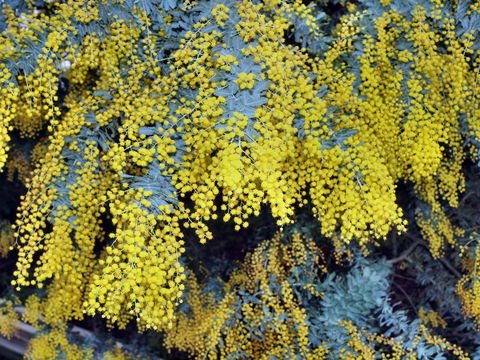 Australian Wattle Day @ The Old Bus Depot Markets - Accommodation Burleigh 0