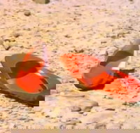 Let's Dance Carinda David Bowie Tribute Festival - Accommodation Burleigh