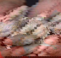 Armidale Farmers' Market - Accommodation Burleigh