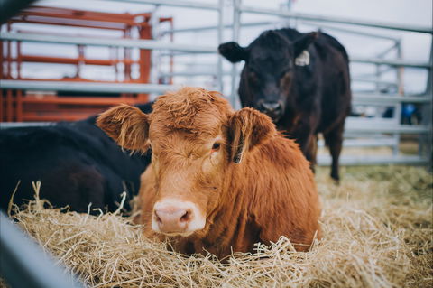 Mudgee Small Farm Field Days - Accommodation Burleigh 2