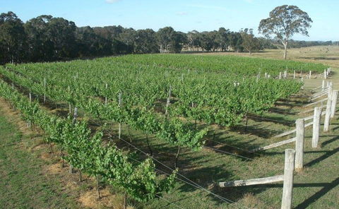Yarralaw Springs Wines  - Cellar Door Wine Tasting - Accommodation Burleigh 1
