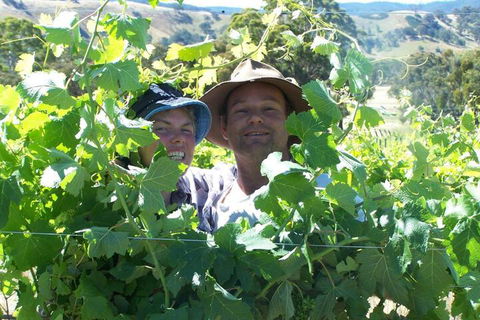 Wimmera Hills Winery - Accommodation Burleigh 2