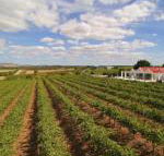 Barossa Valley Lyndoch - Accommodation Burleigh