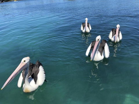 Aquarius 9 Opposite Wallis Lake - Accommodation Burleigh 6