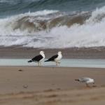 GALWAY COTTAGE - Accommodation Burleigh 0