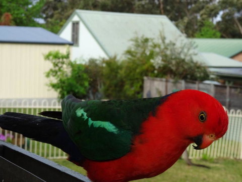 Glasford Crescent 7 KIOLOA - Accommodation Burleigh 6