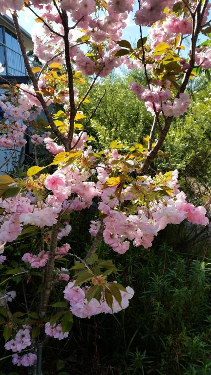 Beezneez B & B - Accommodation Burleigh 5