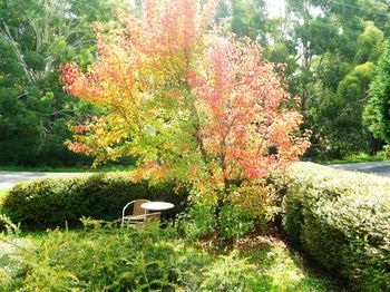 Acacia House Retreat Daylesford - Accommodation Burleigh 0