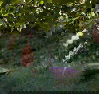 Little Wombat - Accommodation Burleigh