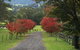 Maple Cottage - thumb 4