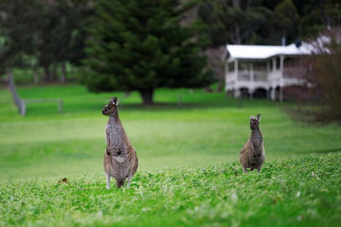 Barn Hives Yallingup - Accommodation Burleigh 4